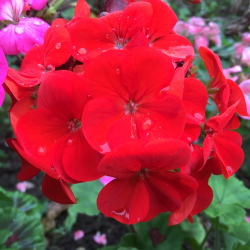 Geranium Seeds - Red